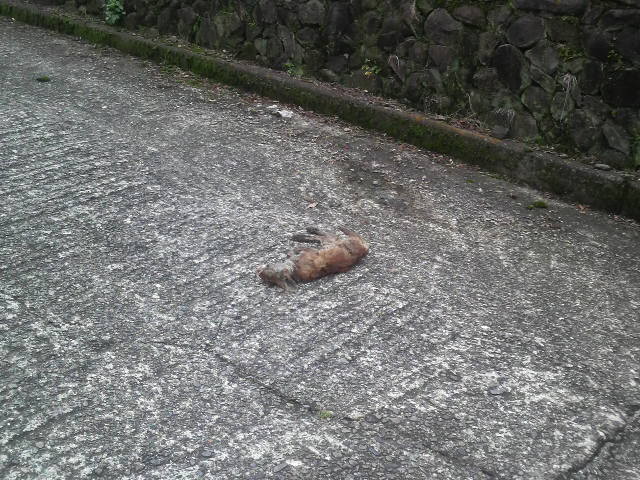 f:id:RRD:20090625001242j:image f:id:RRD:20090625001242j:image