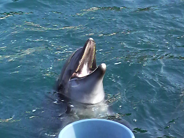 f:id:RRD:20090824162648j:image f:id:RRD:20090824162648j:image