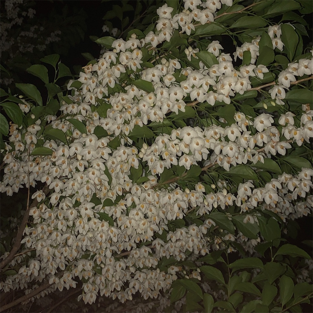 f:id:RURU1234:20190520235617j:image f:id:RURU1234:20190520235617j:image