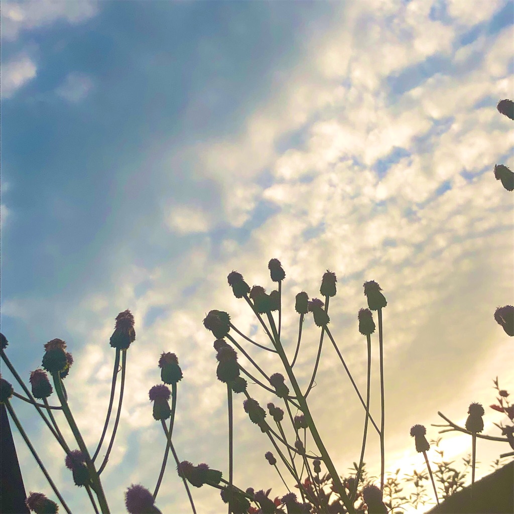 f:id:RURU1234:20190521000130j:image f:id:RURU1234:20190521000130j:image