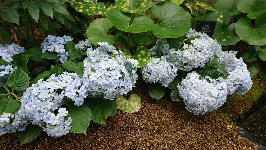 f:id:RURU1234:20190521000247j:image f:id:RURU1234:20190521000247j:image