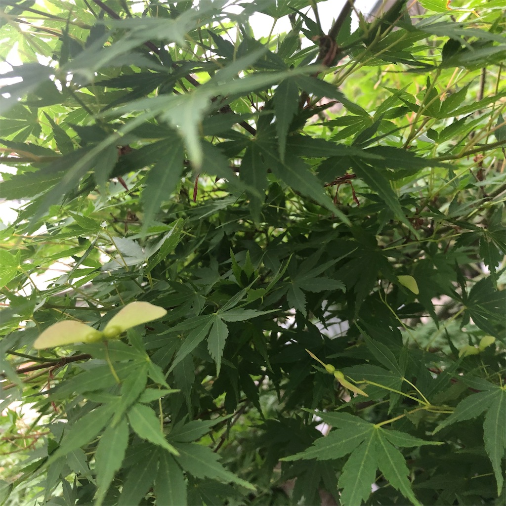 f:id:RURU1234:20190602235545j:image f:id:RURU1234:20190602235545j:image