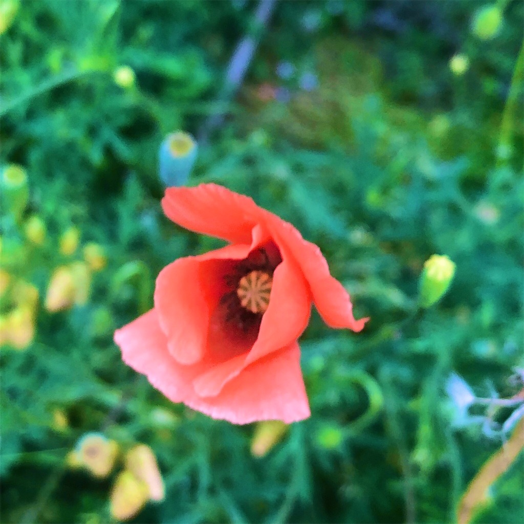 f:id:RURU1234:20190610211950j:image f:id:RURU1234:20190610211950j:image