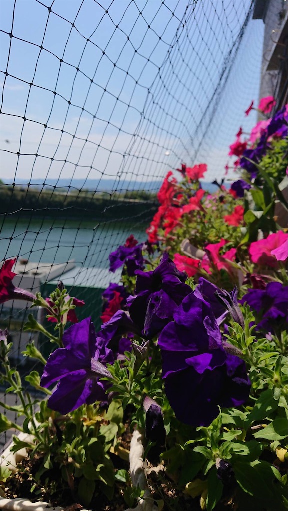 f:id:RURU1234:20190610215438j:image f:id:RURU1234:20190610215438j:image