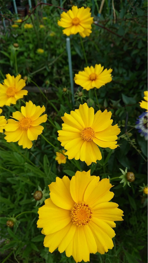 f:id:RURU1234:20190610215804j:image f:id:RURU1234:20190610215804j:image
