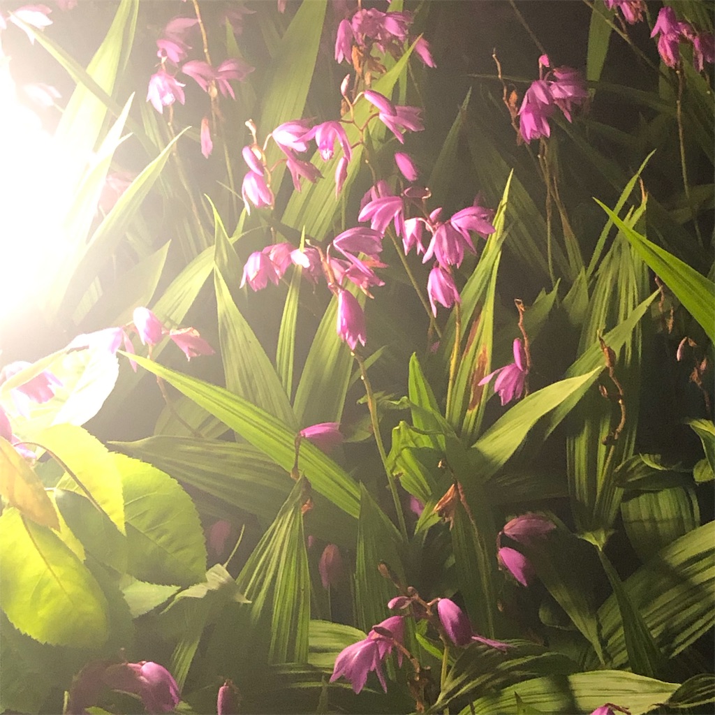 f:id:RURU1234:20190611233808j:image