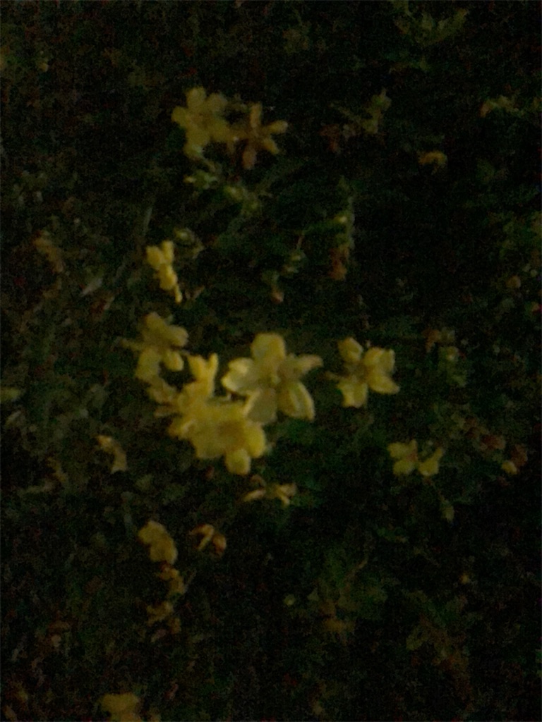 f:id:RURU1234:20190612233124j:image