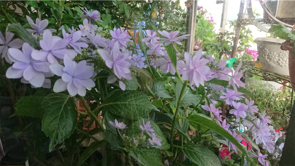 f:id:RURU1234:20190612233358j:image