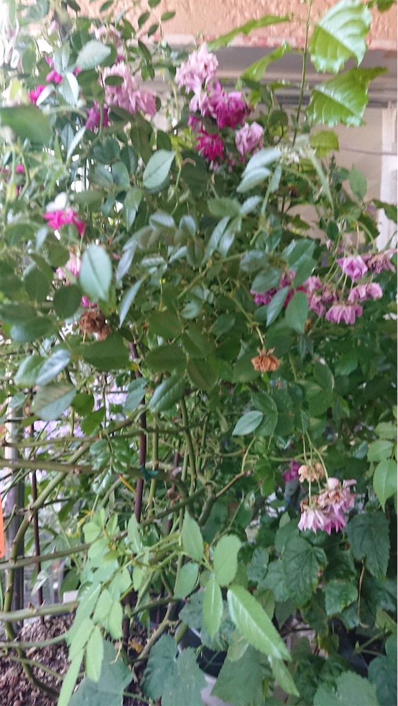 f:id:RURU1234:20190612233449j:image