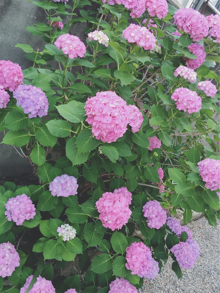 f:id:RURU1234:20190612234155j:image