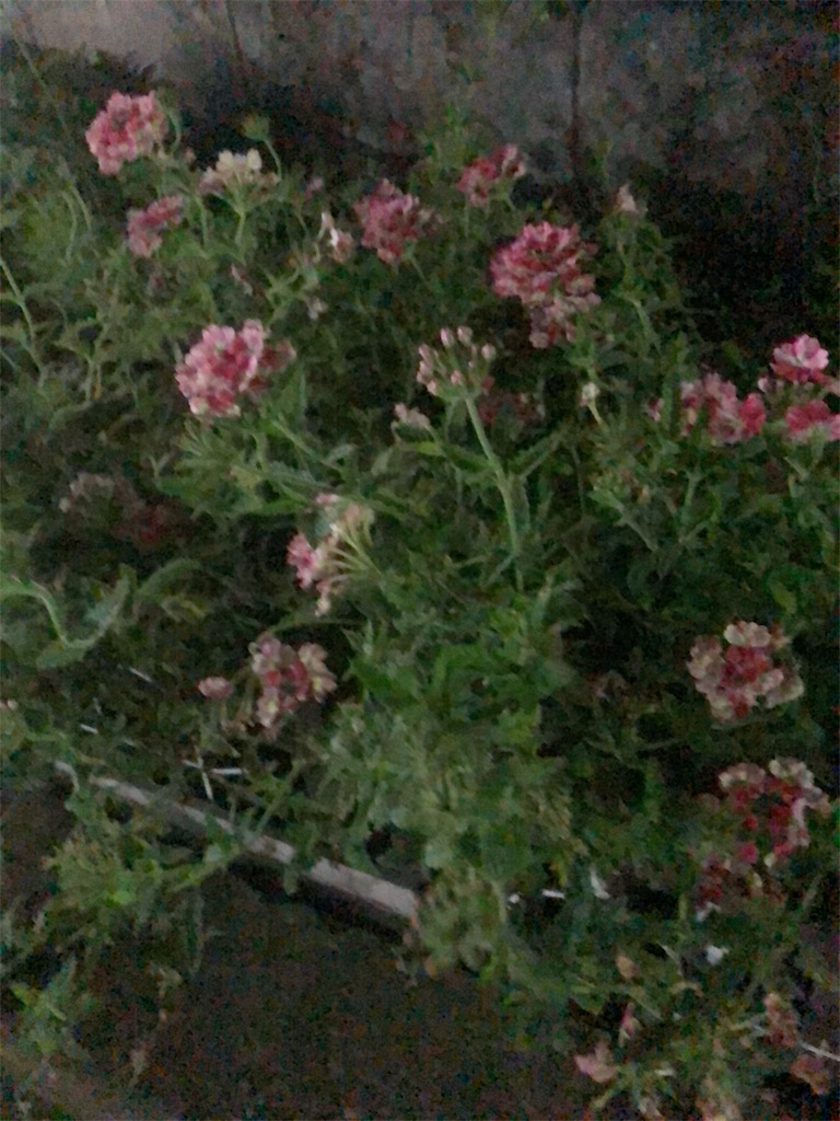 f:id:RURU1234:20190612234221j:image