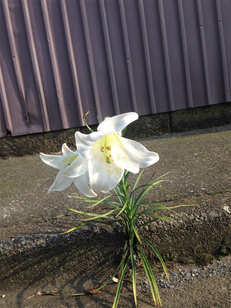 f:id:RURU1234:20190616050920j:image