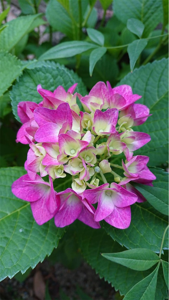 f:id:RURU1234:20190616051339j:image