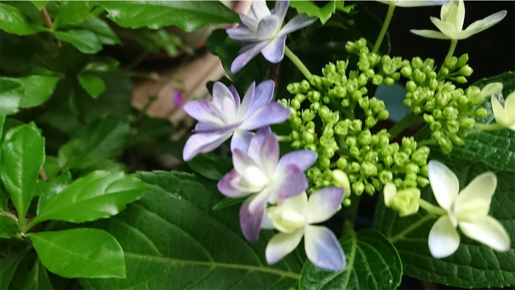 f:id:RURU1234:20190616052007j:image