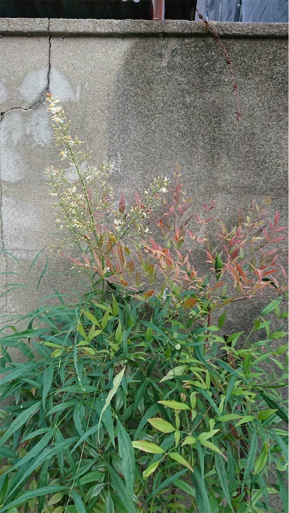 f:id:RURU1234:20190625185159j:image f:id:RURU1234:20190625185159j:image
