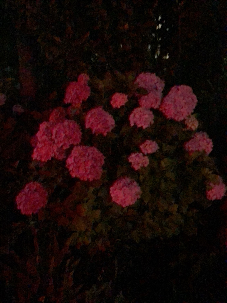f:id:RURU1234:20190625185453j:image f:id:RURU1234:20190625185453j:image