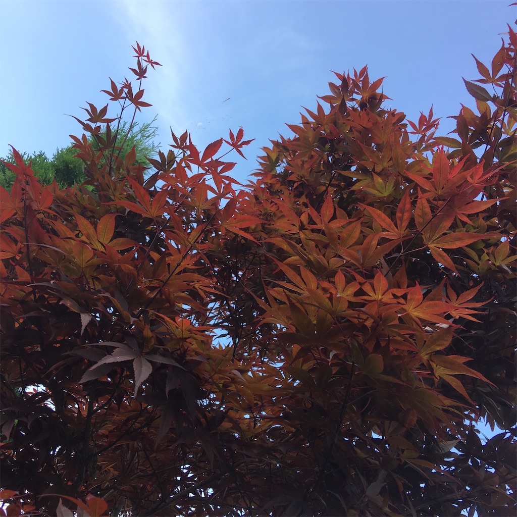 f:id:RURU1234:20190627092555j:image
