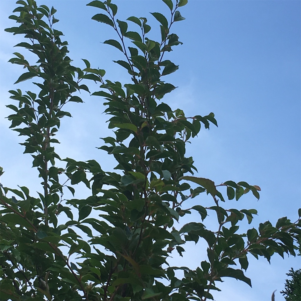 f:id:RURU1234:20190627093015j:image