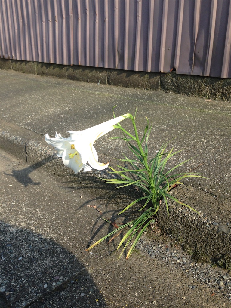 f:id:RURU1234:20190702224927j:image f:id:RURU1234:20190702224927j:image