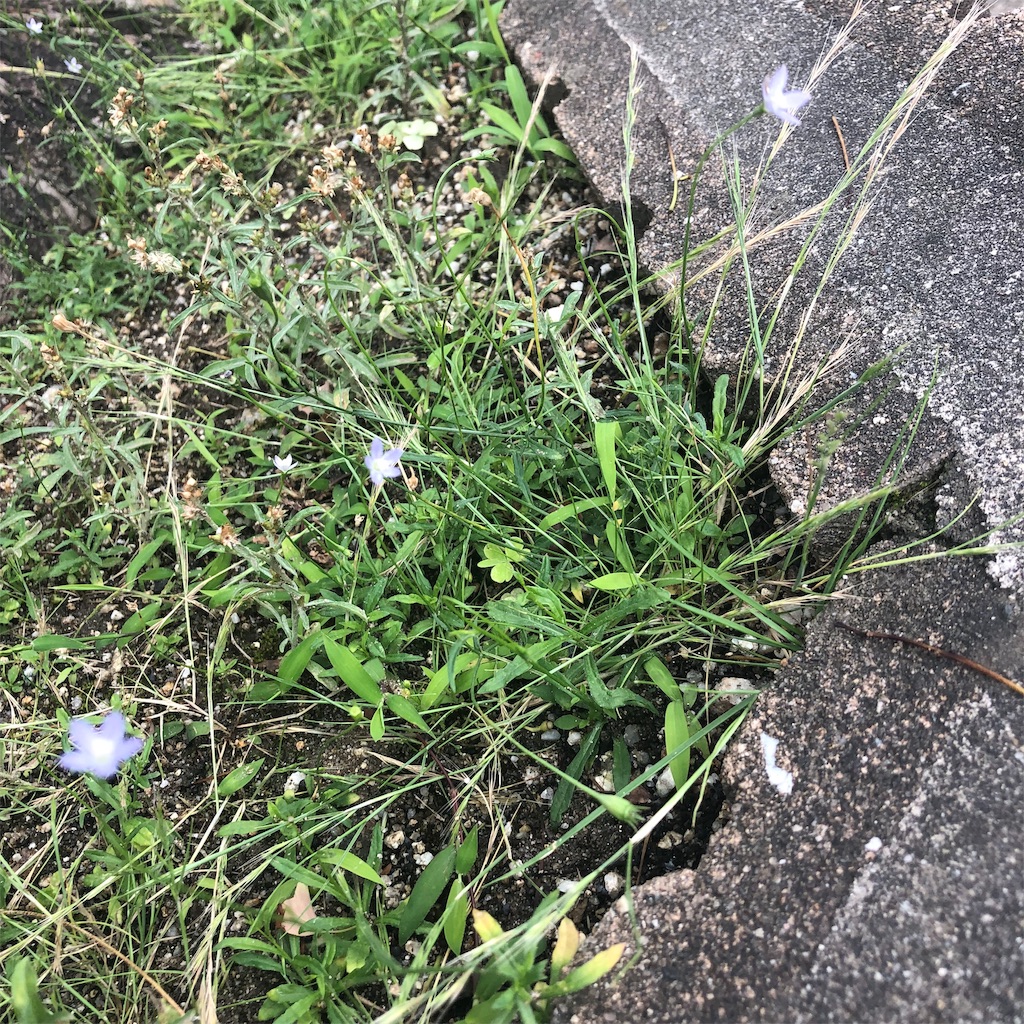 f:id:RURU1234:20190702225648j:image f:id:RURU1234:20190702225648j:image