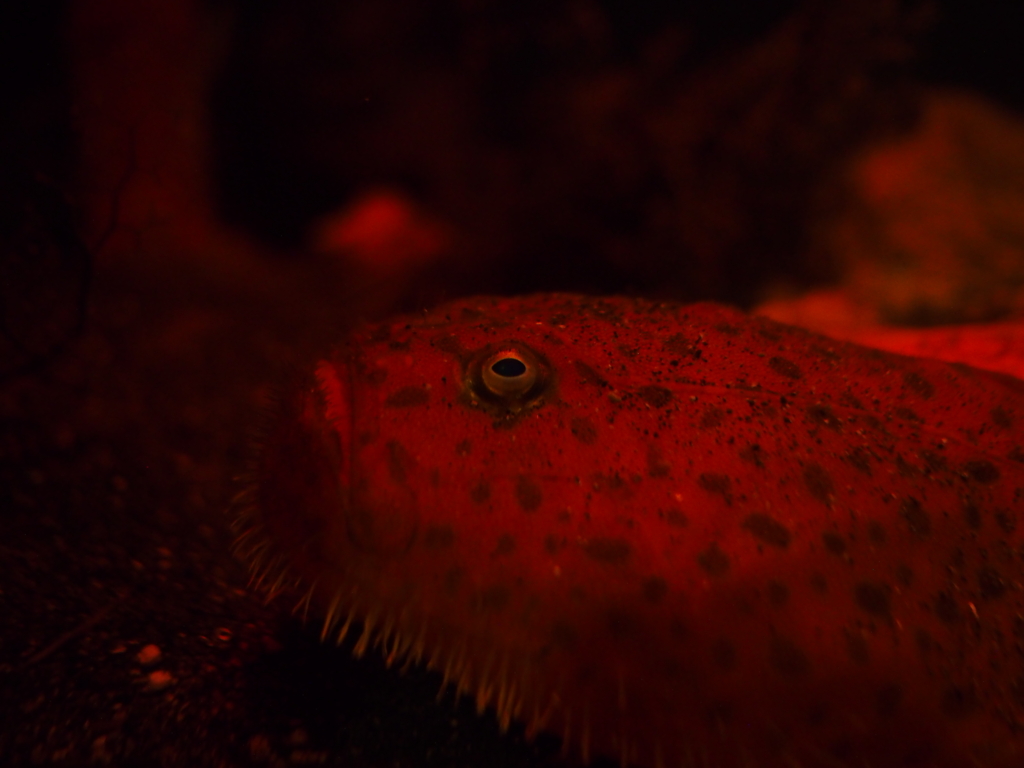 海の生き物 深海編 Ryemashの日記 海の生き物 深海編 Ryemashの日記