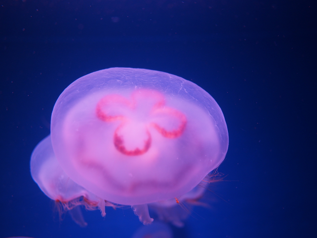 海の生き物 くらげ編1 Ryemashの日記 海の生き物 くらげ編1 Ryemashの日記