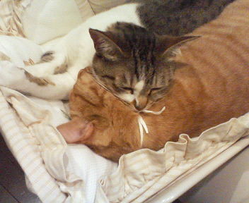 f:id:RYOJI:20090127003327j:image