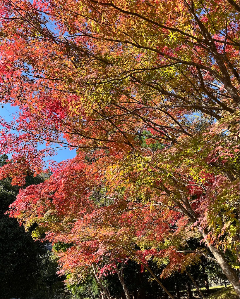 f:id:RYOTAS:20251109133317j:image