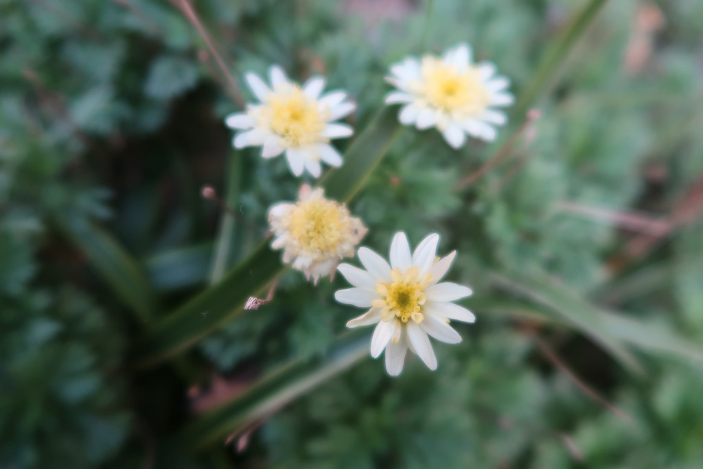 f:id:R_I:20171108210318j:plain