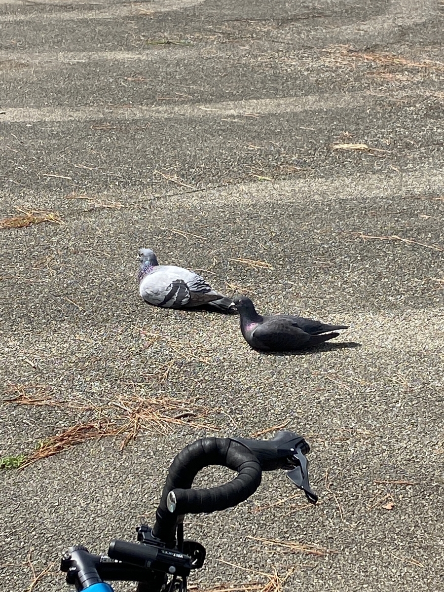 f:id:RadioControll:20210401235750j:plain