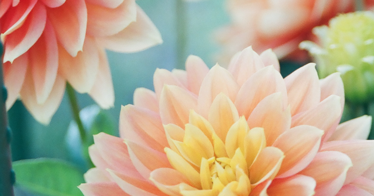 f:id:Radioradio:20210926171606p:plain