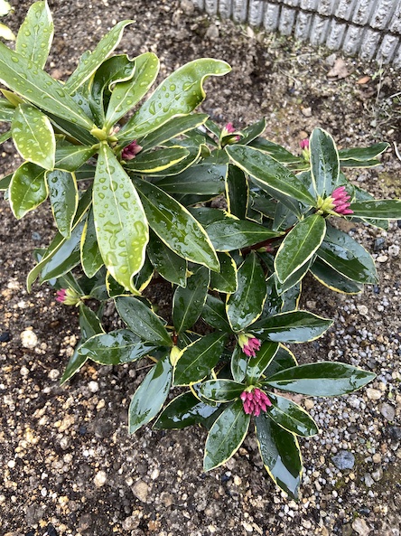 沈丁花