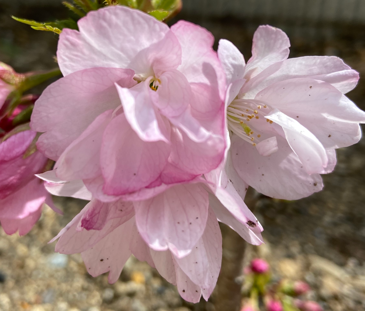 桜が開花しました