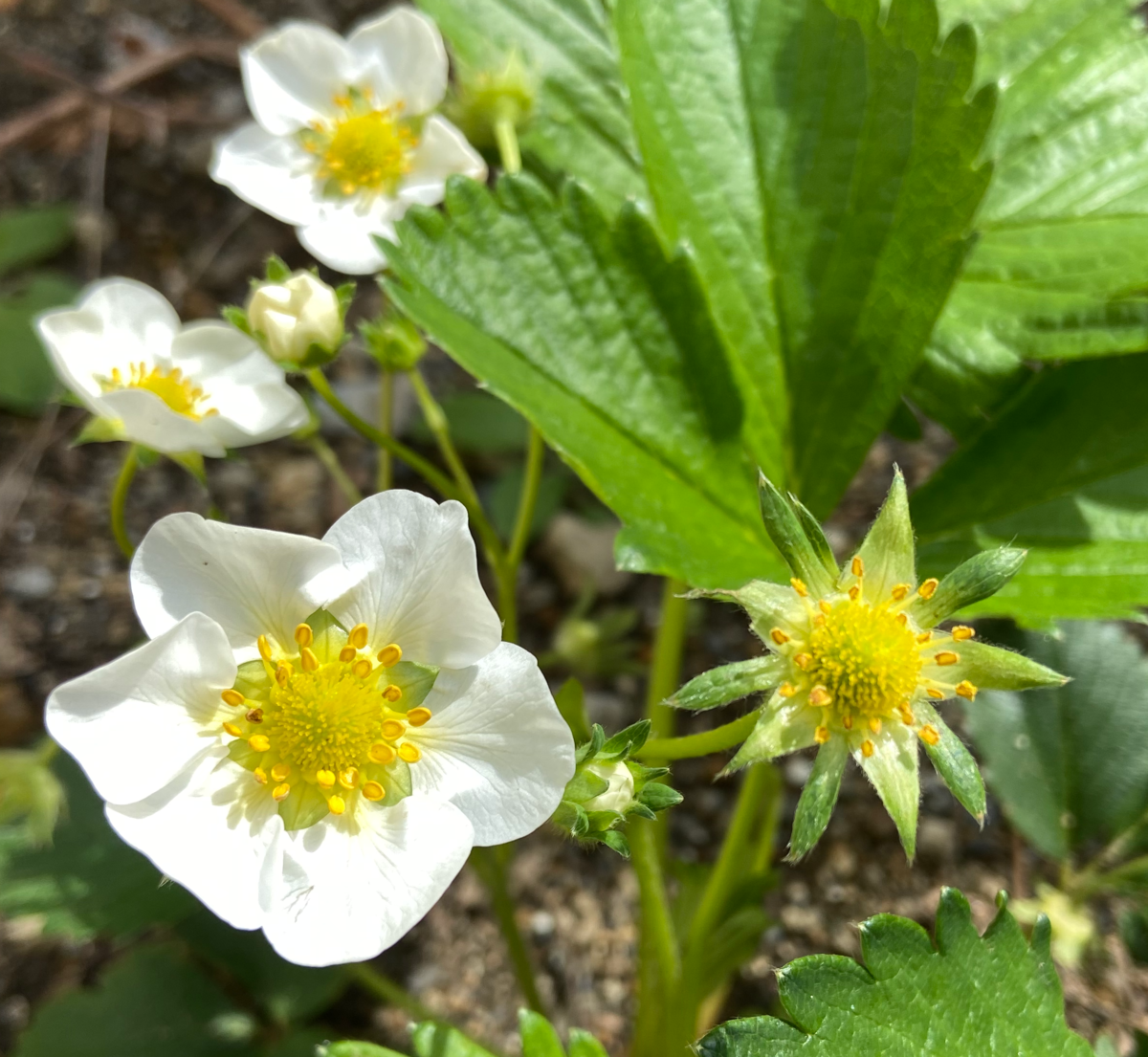 イチゴの花
