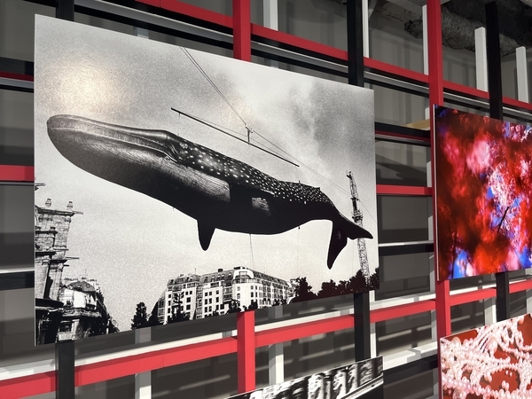 森山大道と蜷川実花のコラボカフェ クジラの写真