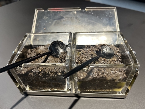 森山大道 黒白カレー用 マッシュルームペーストとオリーブペースト