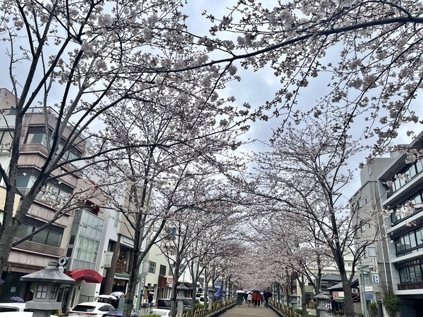 鎌倉段葛の桜並木