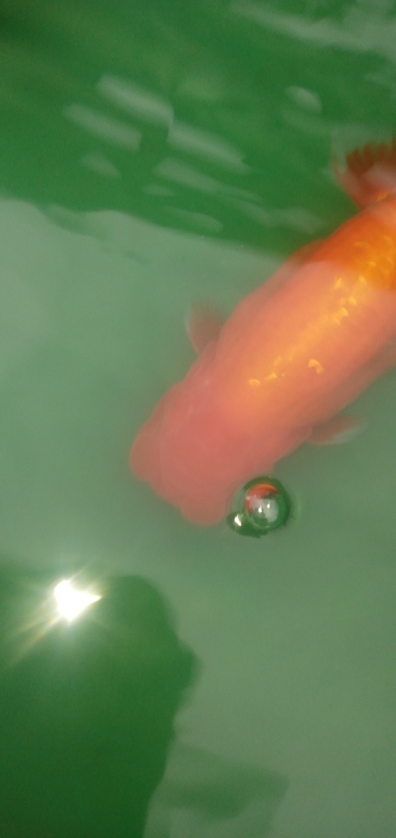 テトラバイタルを染み込ませて らんちゅう将軍の日記