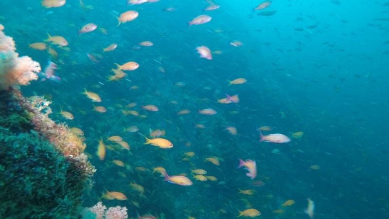 f:id:Rangalhu:20150725141937j:plain