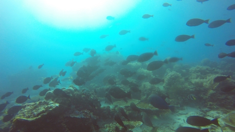 f:id:Rangalhu:20180525225507j:plain