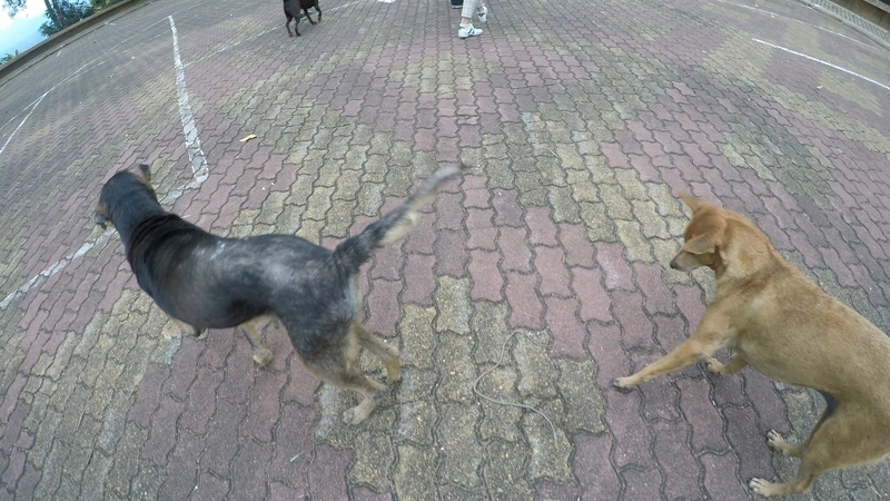 f:id:Rangalhu:20190126140538j:plain f:id:Rangalhu:20190126140538j:plain