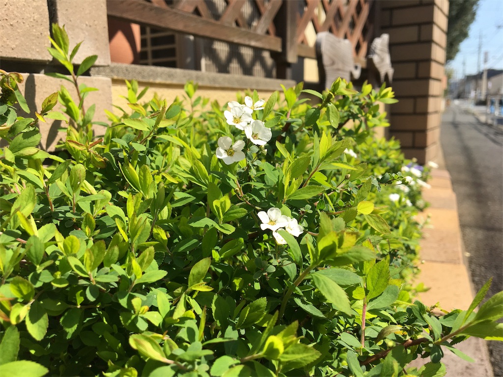 f:id:RaumNaturlly:20190318125241j:image