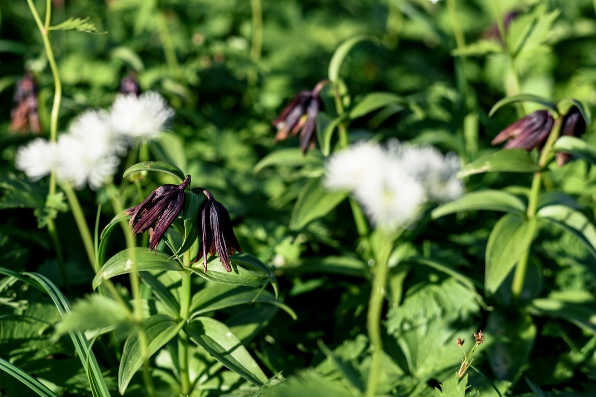 f:id:Rawang:20200603153928j:plain f:id:Rawang:20200603153928j:plain