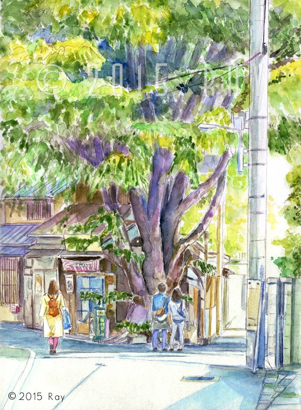 伐採前の谷中のヒマラヤ杉