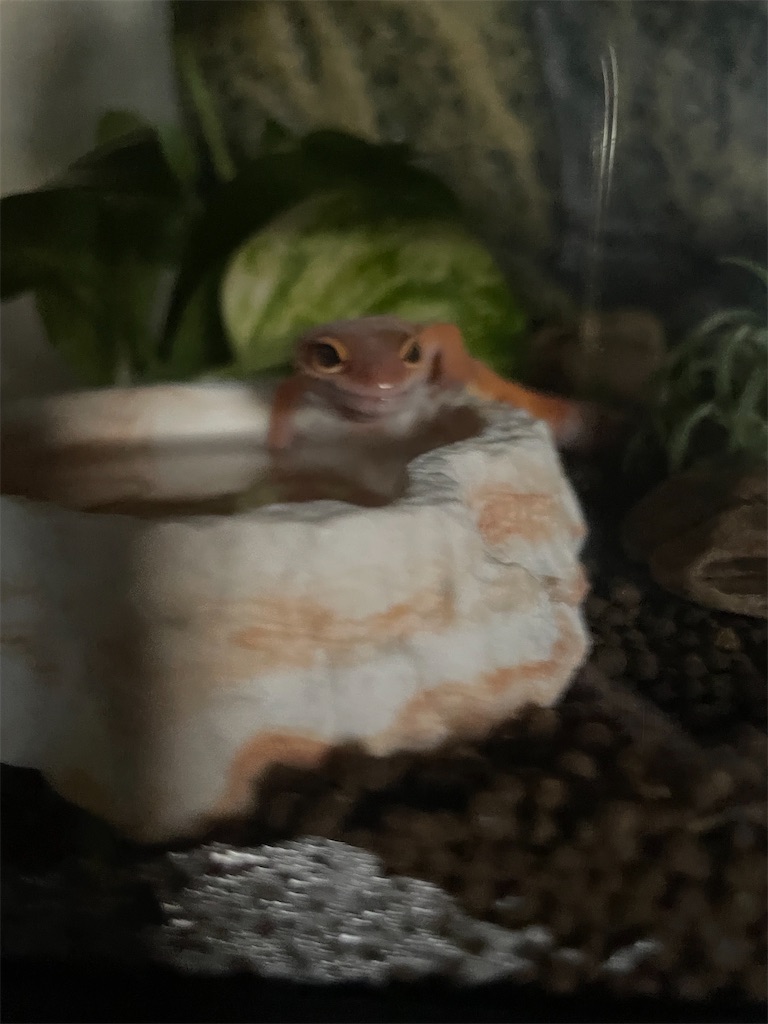 f:id:Rayato:20241222191222j:image