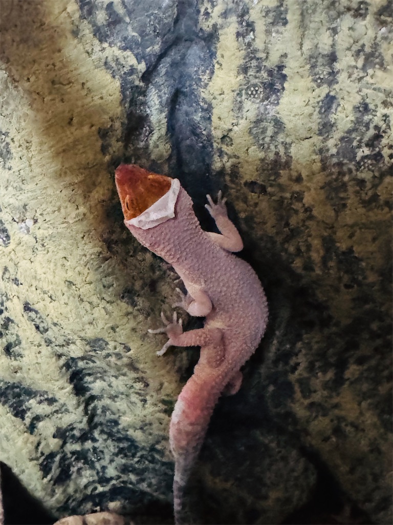 f:id:Rayato:20250207221940j:image