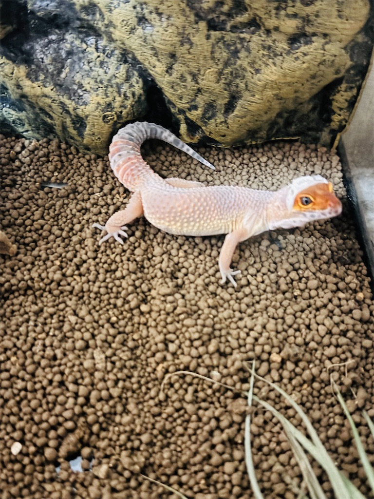 f:id:Rayato:20250207222010j:image