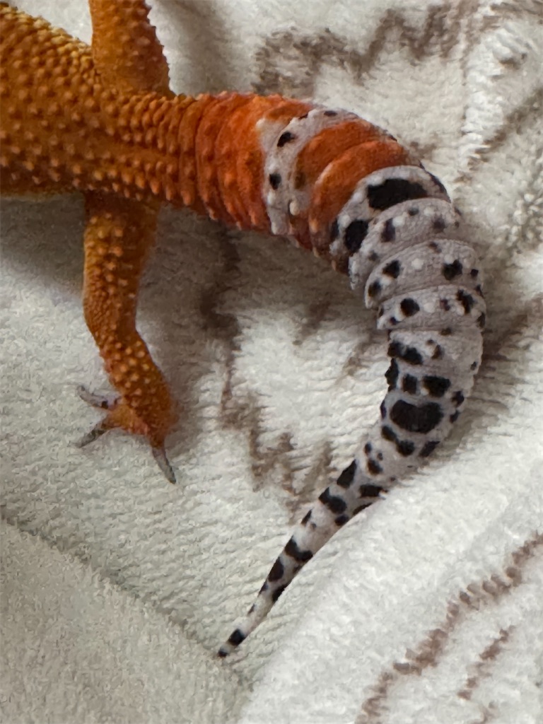 f:id:Rayato:20250207222027j:image