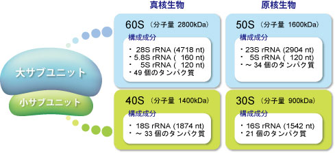 ribosome02_2