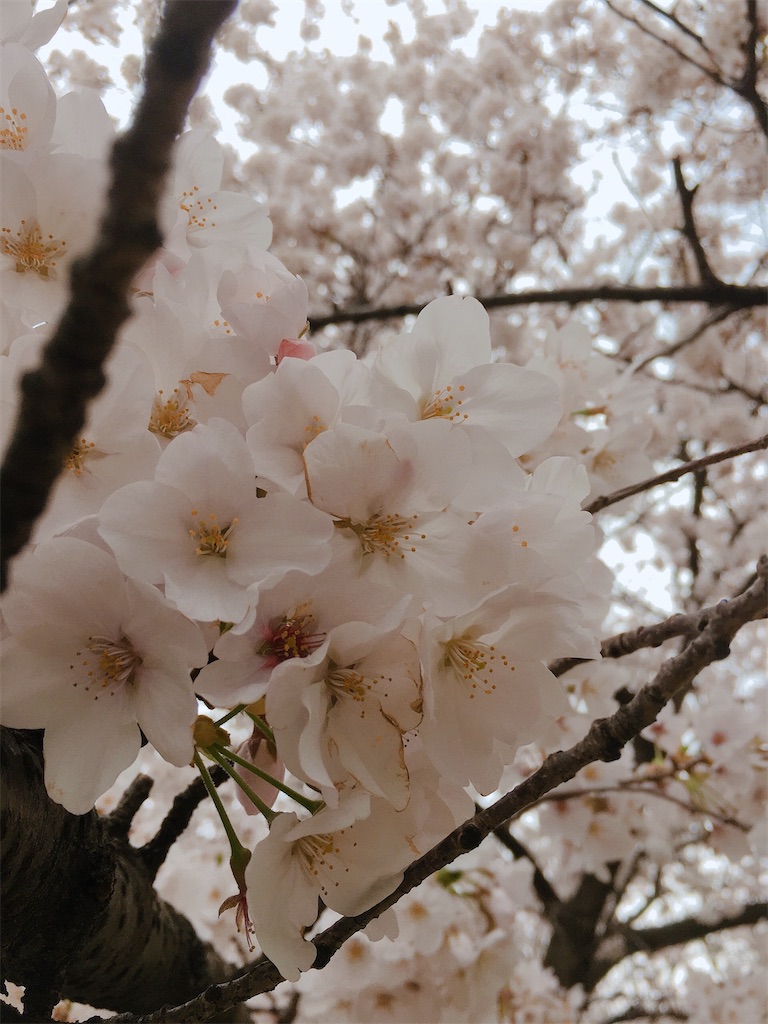 さくらひらひら Re 0ktオフィシャルブログ Fami Re 0 ファミリオ